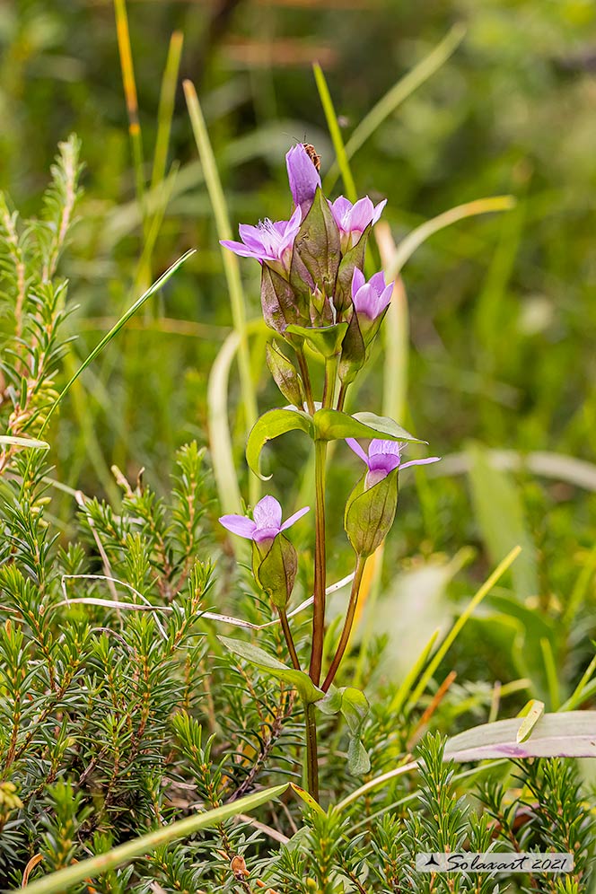 Gentianella anisodonta - Genzianella delle Dolomiti