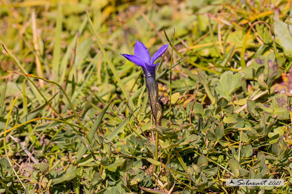 Gentianopsis ciliata - Genziana sfrangiata