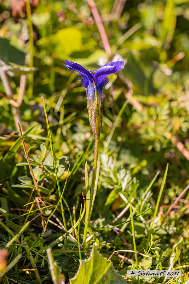 Gentianopsis ciliata - Genziana sfrangiata