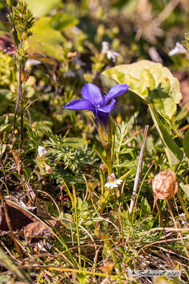 Gentianopsis ciliata - Genziana sfrangiata