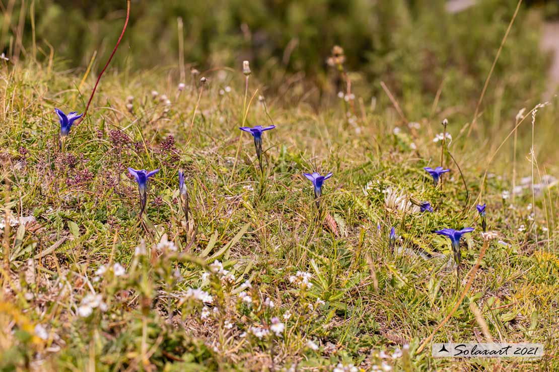 Gentianopsis ciliata - Genziana sfrangiata