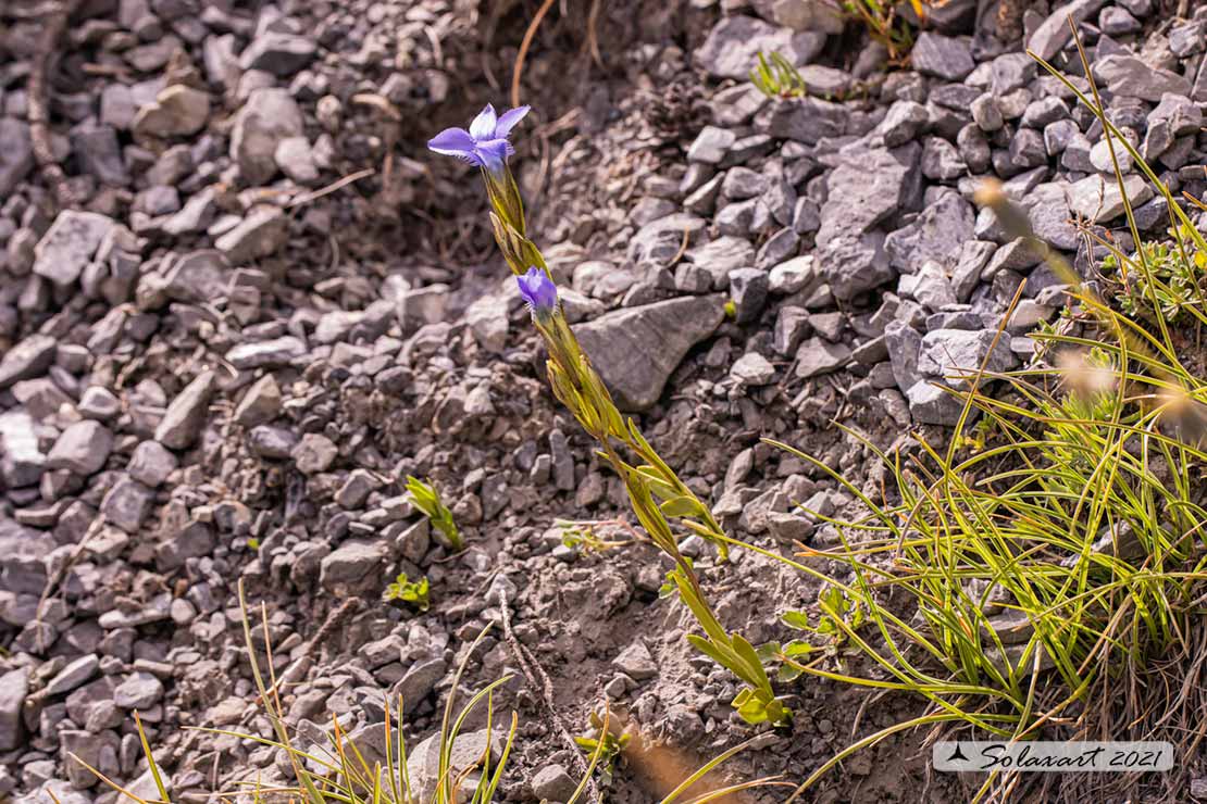 Gentianopsis ciliata - Genziana sfrangiata