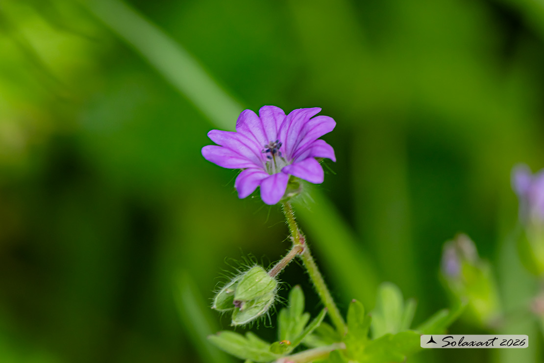 Geranium dissectum - Geranio a foglie divise