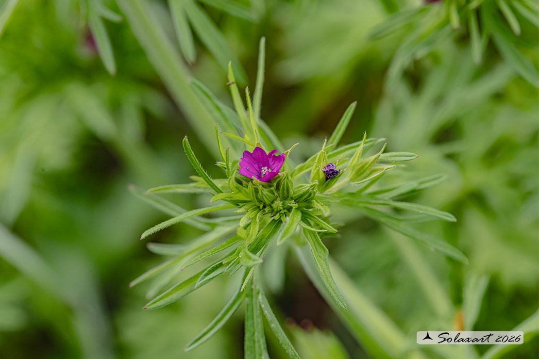 Geranium dissectum - Geranio a foglie divise