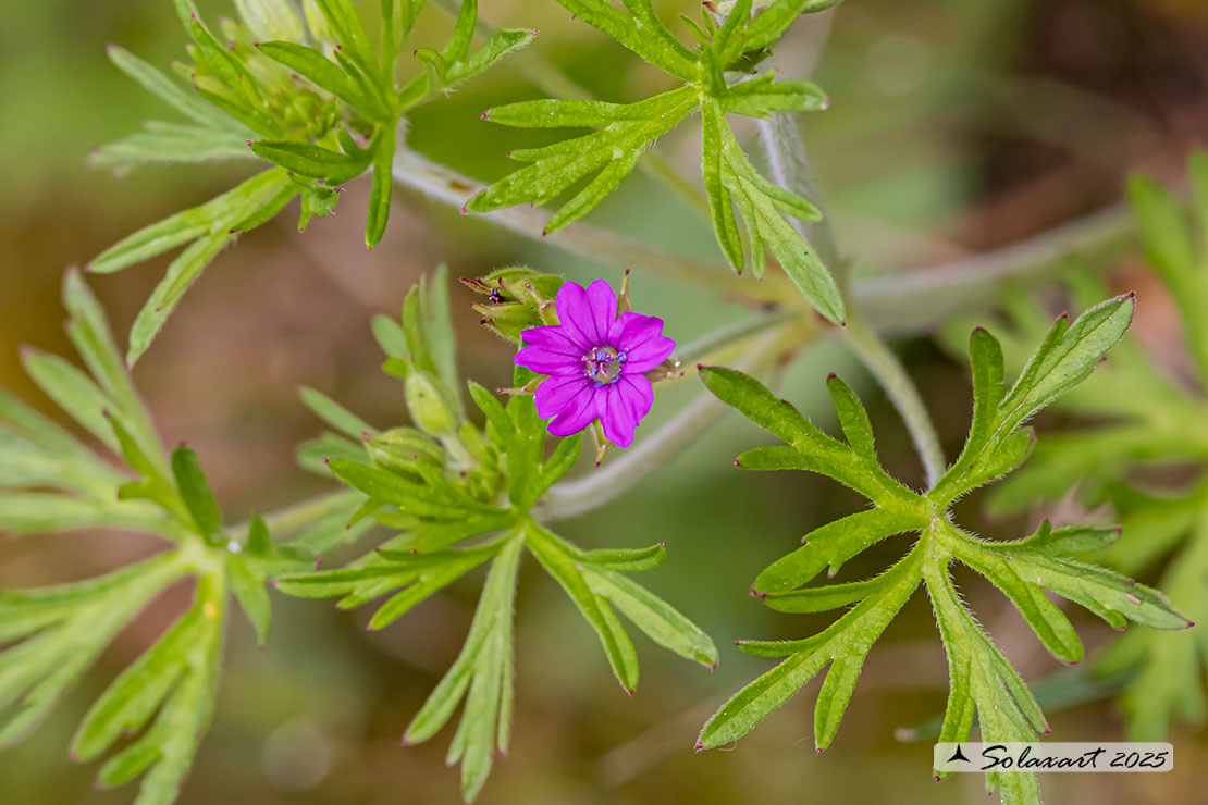 Geranium dissectum - Geranio a foglie divise