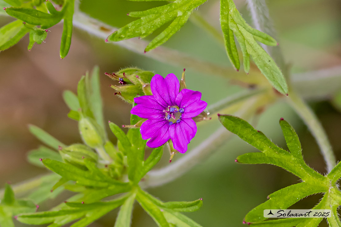 Geranium dissectum - Geranio a foglie divise