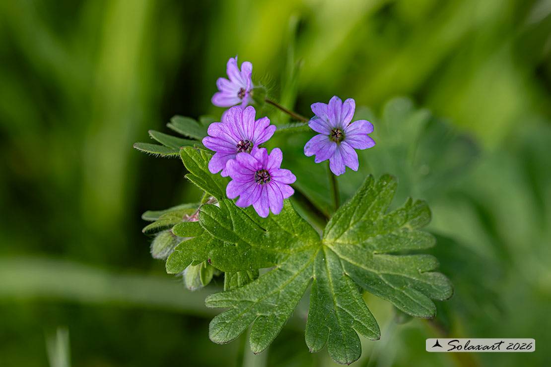 Geranium molle - Geranio volgare