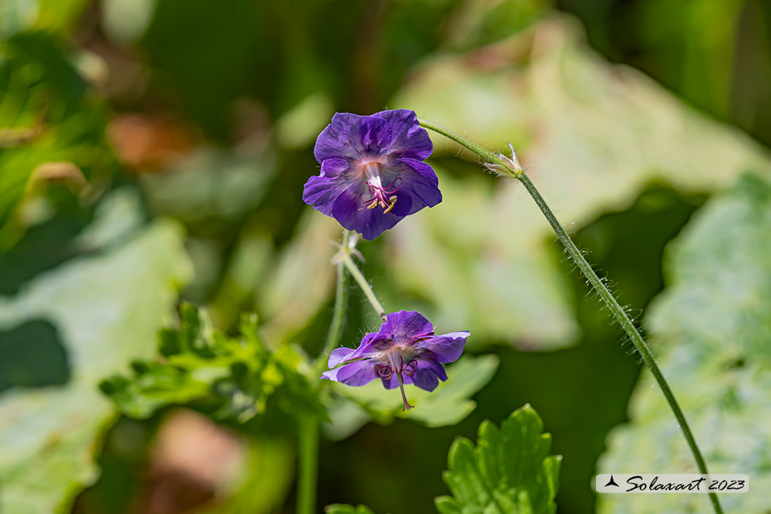 Geranium phaeum - Geranio stellato