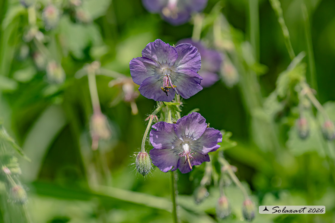 Geranium phaeum - Geranio stellato