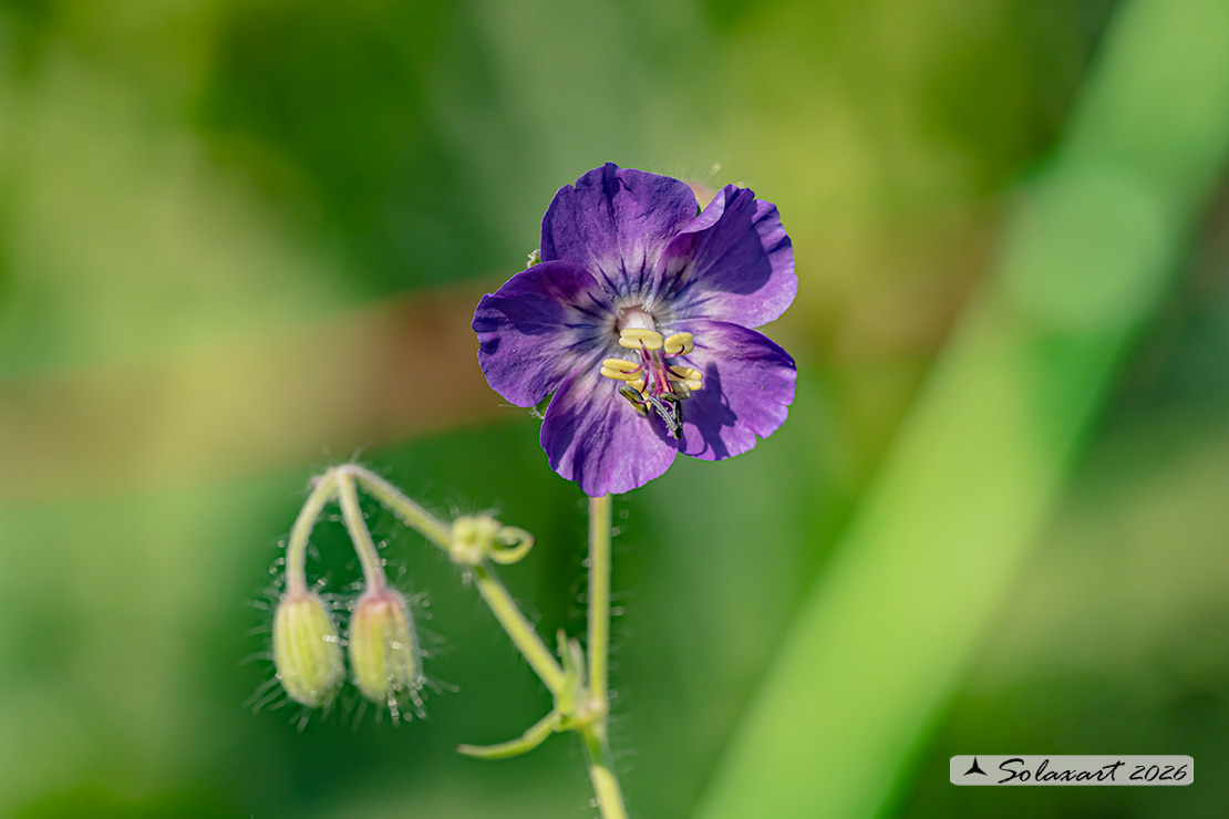 Geranium phaeum - Geranio stellato