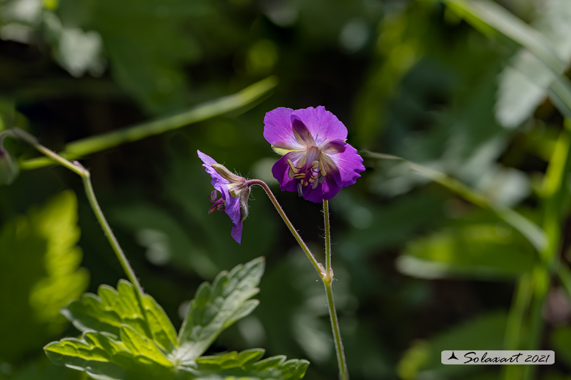 Geranium phaeum - Geranio stellato