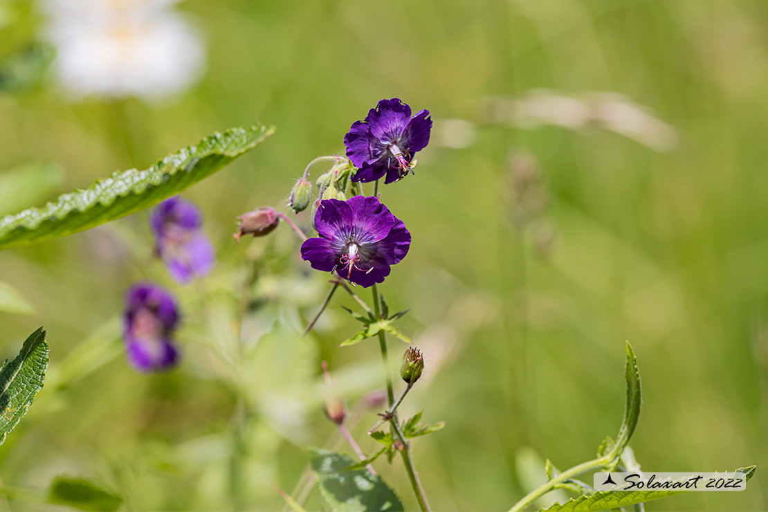 Geranium phaeum - Geranio stellato