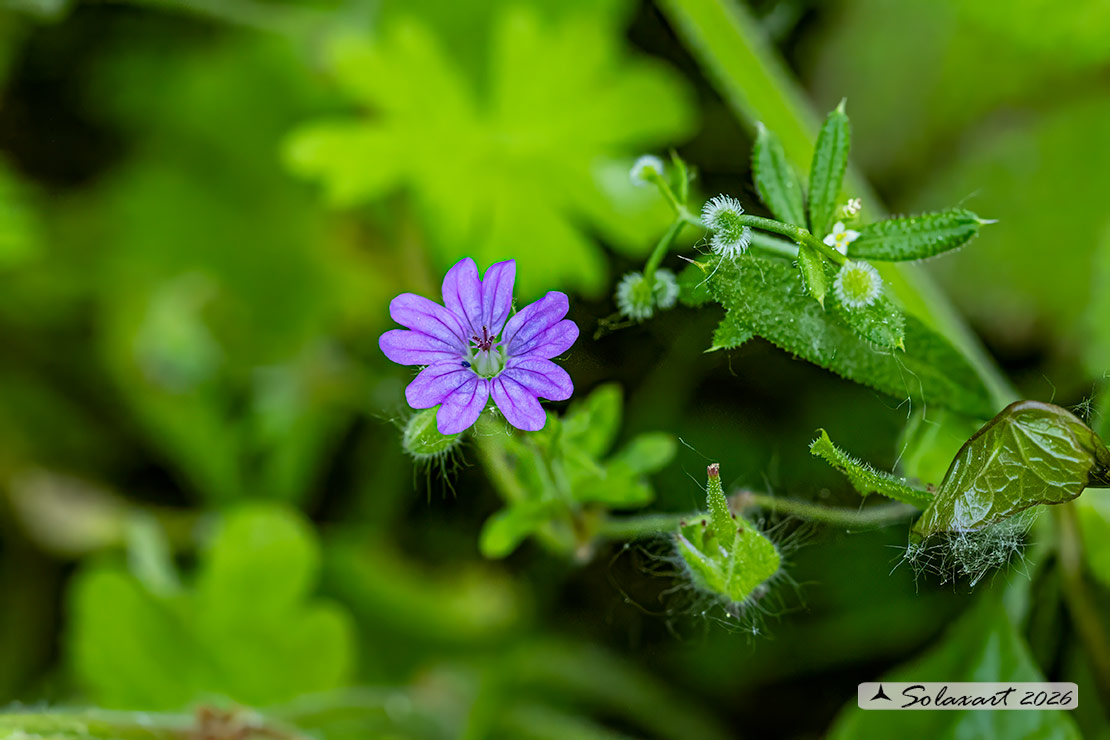 Geranium pyrenaicum - Geranio pirenaico