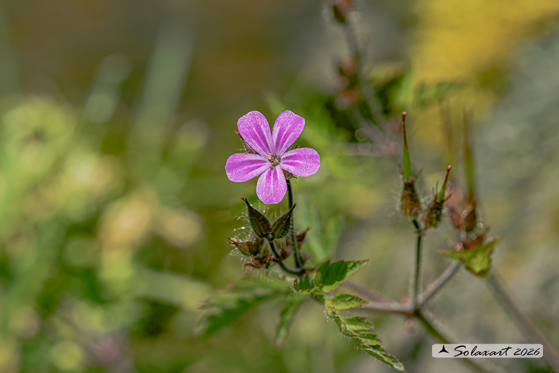 Geranium robertianum - di San Roberto