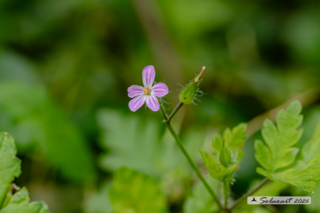 Geranium robertianum - di San Roberto