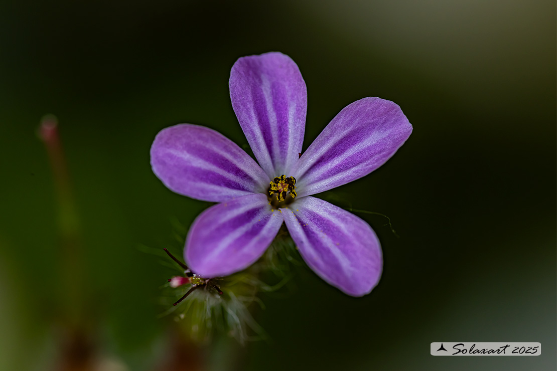 Geranium robertianum - di San Roberto