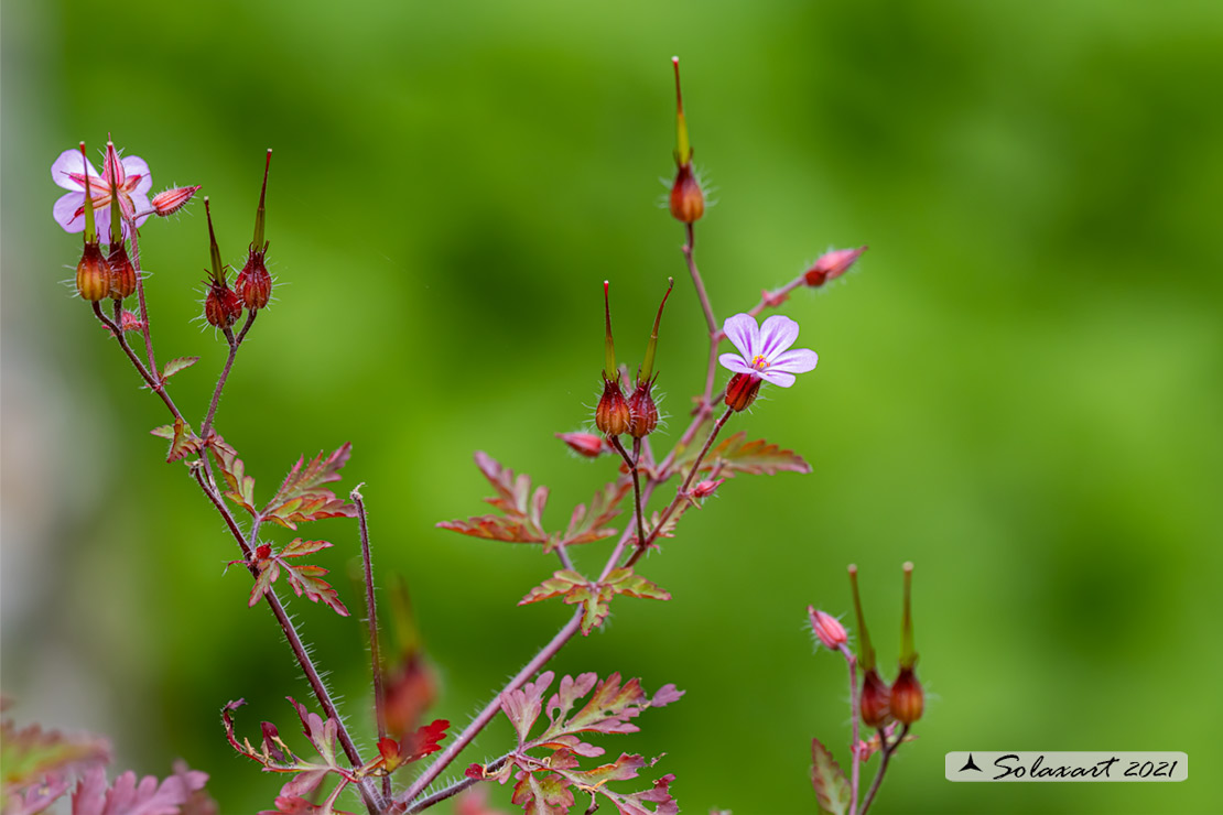 Geranium robertianum - di San Roberto