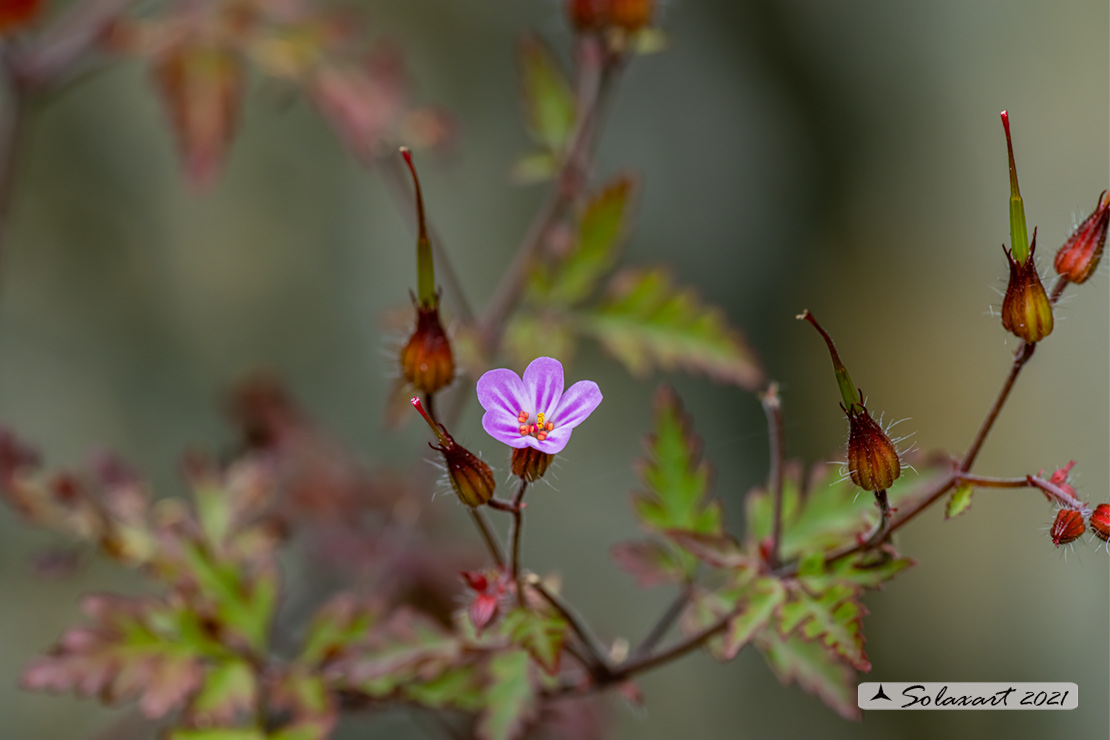 Geranium robertianum - di San Roberto