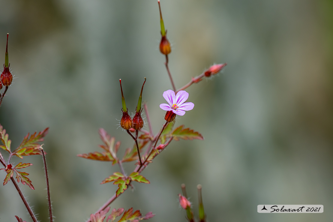 Geranium robertianum - di San Roberto