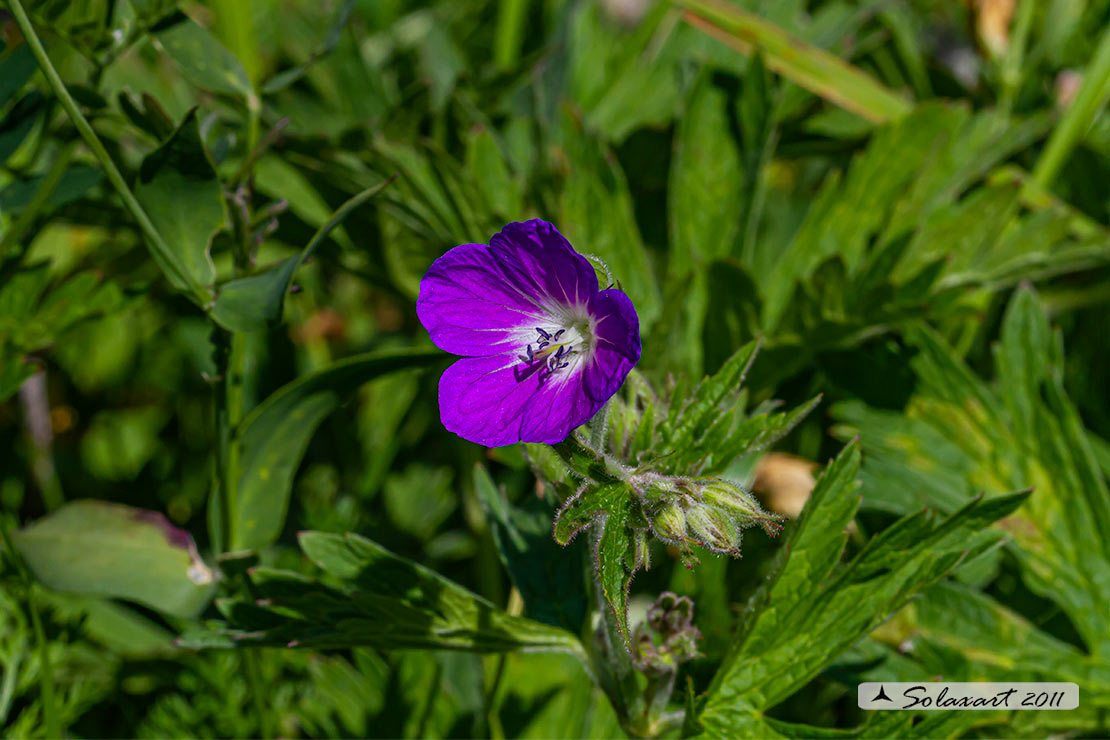 Geranium sylvaticum - Geranio silvano