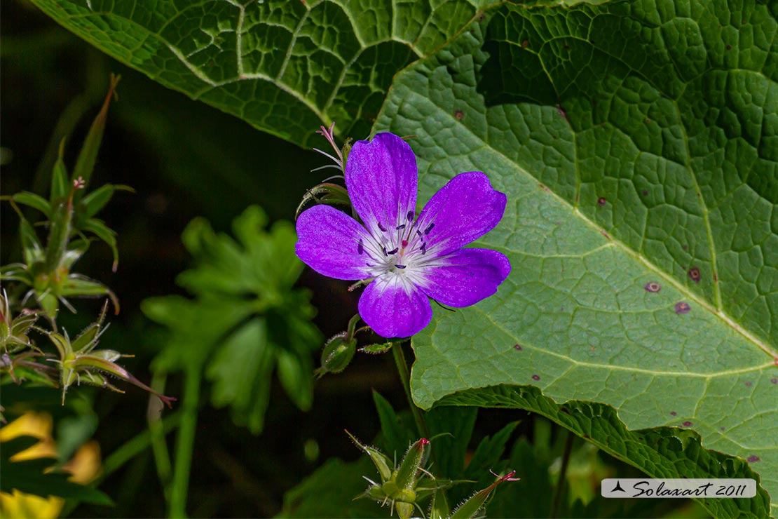 Geranium sylvaticum - Geranio silvano