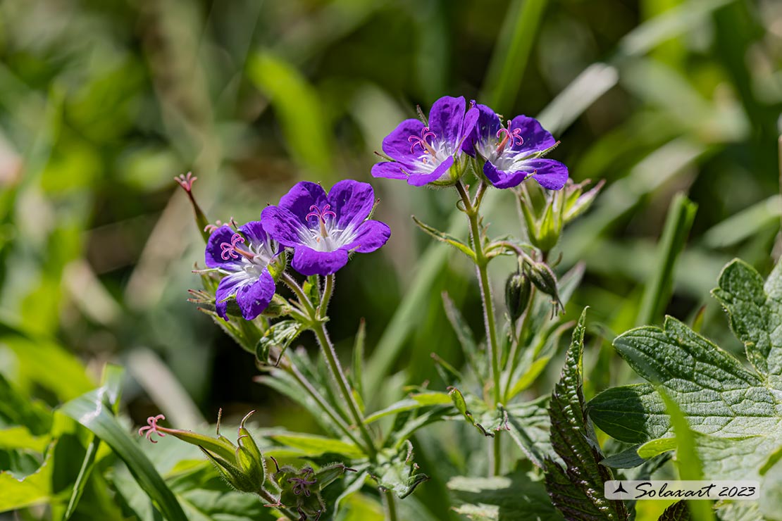 Geranium sylvaticum - Geranio silvano