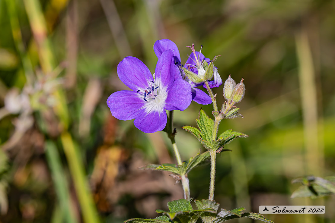 Geranium sylvaticum - Geranio silvano
