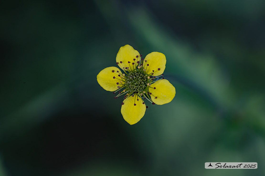 Geum aleppicum - Erba Bennet - Yellow avens
