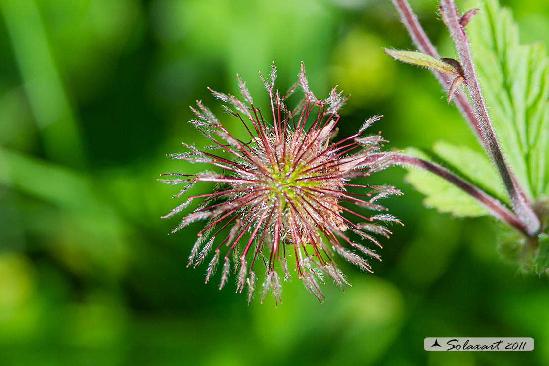 Geum montanum - Cariofillata montana - Alpine Avens