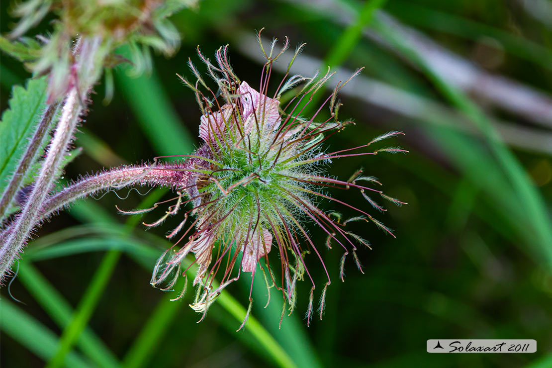 Geum montanum - Cariofillata montana - Alpine Avens