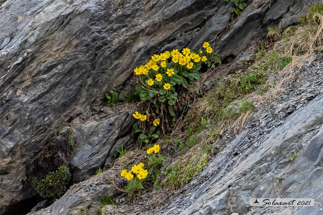 Geum montanum - Cariofillata montana - Alpine Avens