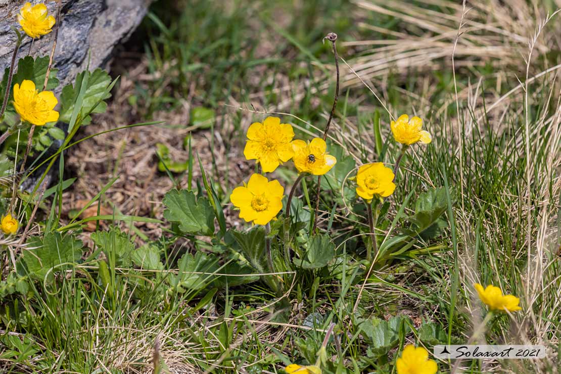 Geum montanum - Cariofillata montana - Alpine Avens