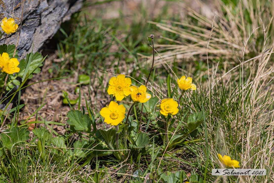 Geum montanum - Cariofillata montana - Alpine Avens
