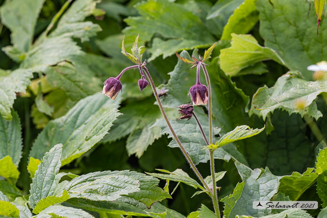 Geum rivale - Cariofillata dei rivi