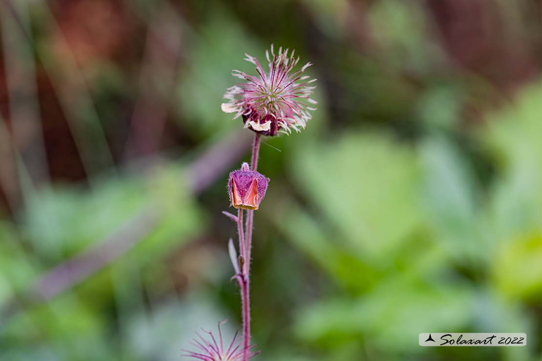 Geum rivale - Cariofillata dei rivi