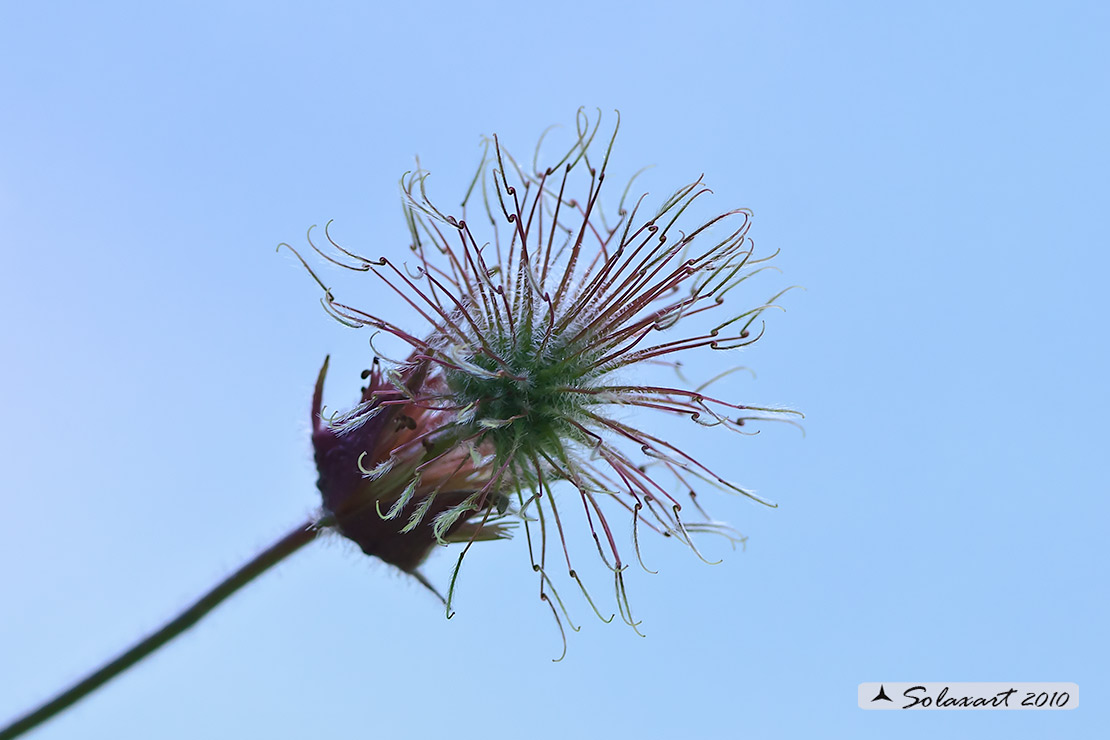 Geum urbanum - Cariofillata o “erba benedetta”
