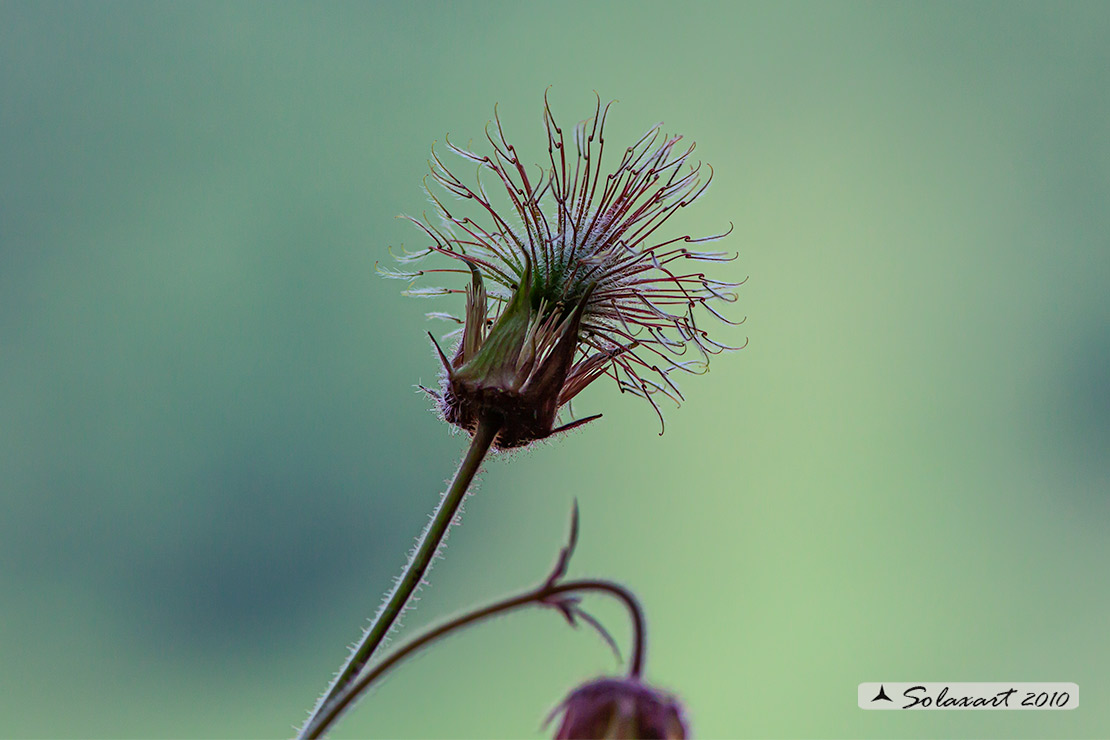 Geum urbanum - Cariofillata o “erba benedetta”