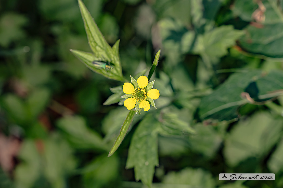 Geum urbanum - Cariofillata o “erba benedetta”