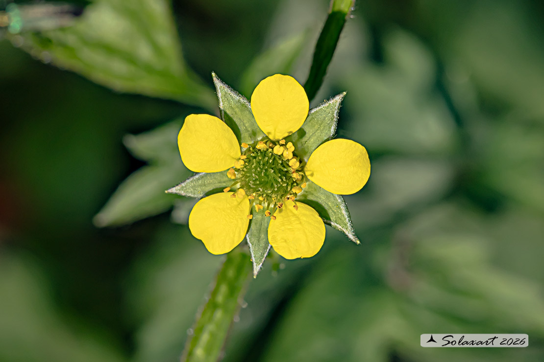 Geum urbanum - Cariofillata o “erba benedetta”