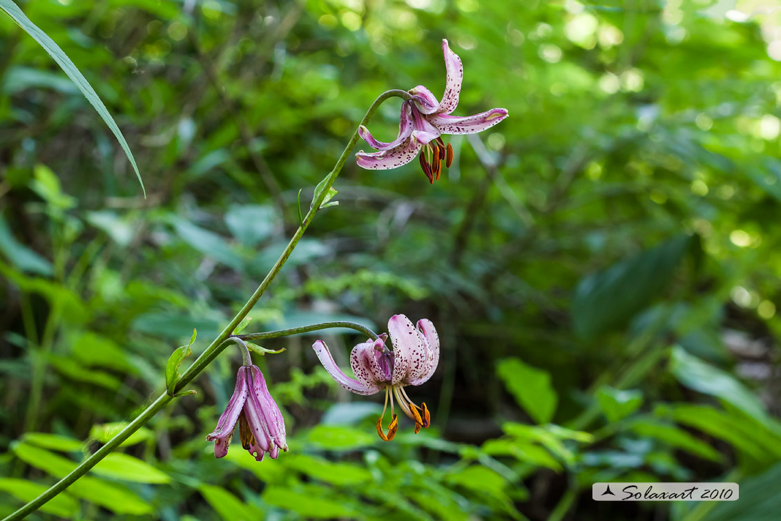 Giglio martagone -  Lilium martagon 