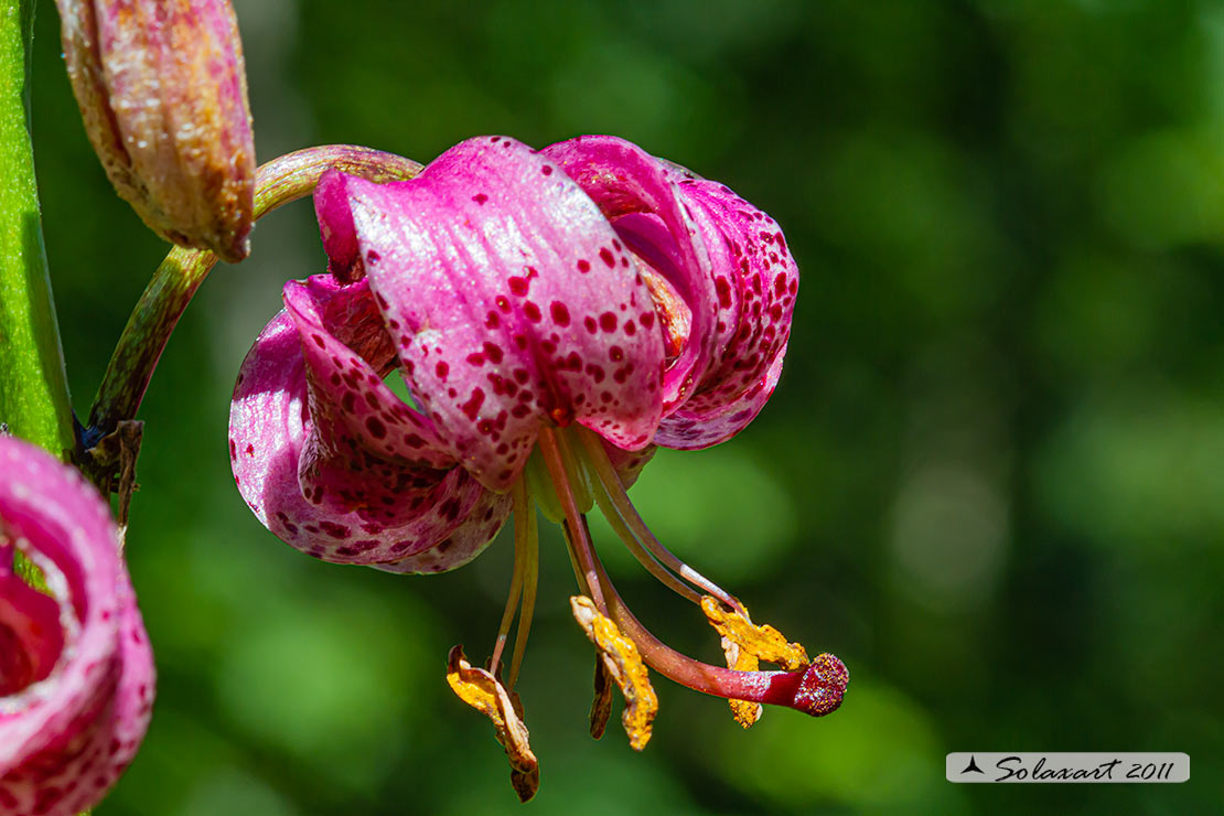 Giglio martagone -  Lilium martagon 
