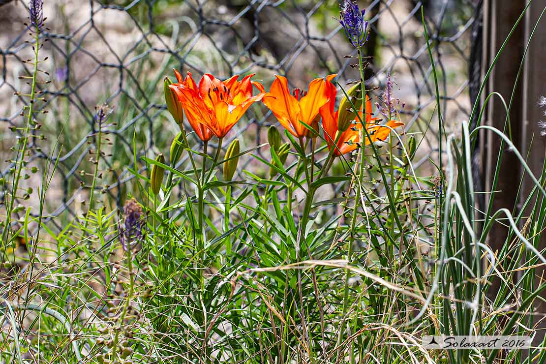 Giglio rosso - Lilium bulbiferum