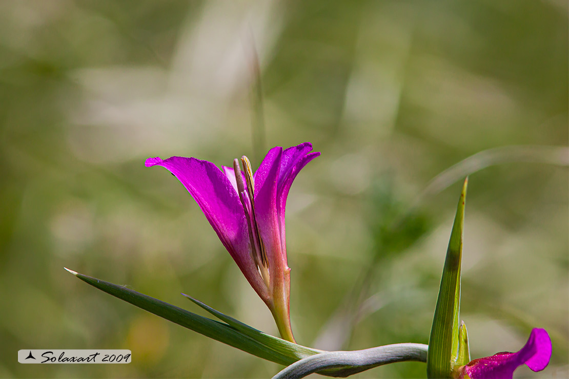 Gladiolus italicus