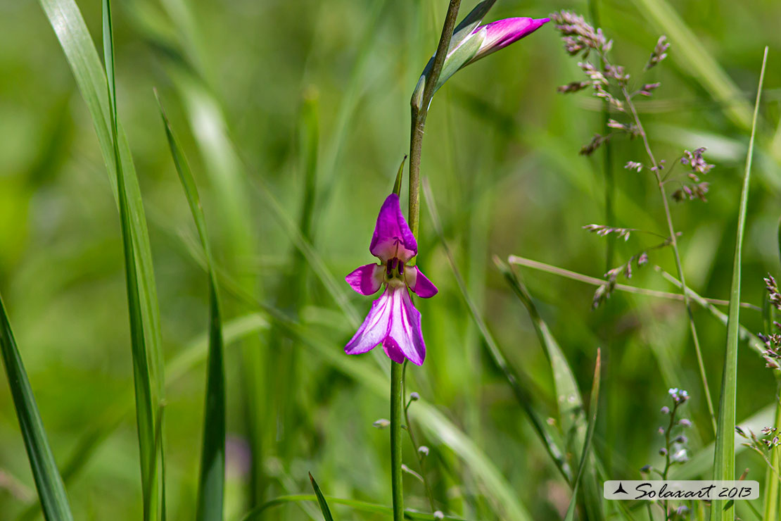 Gladiolus italicus