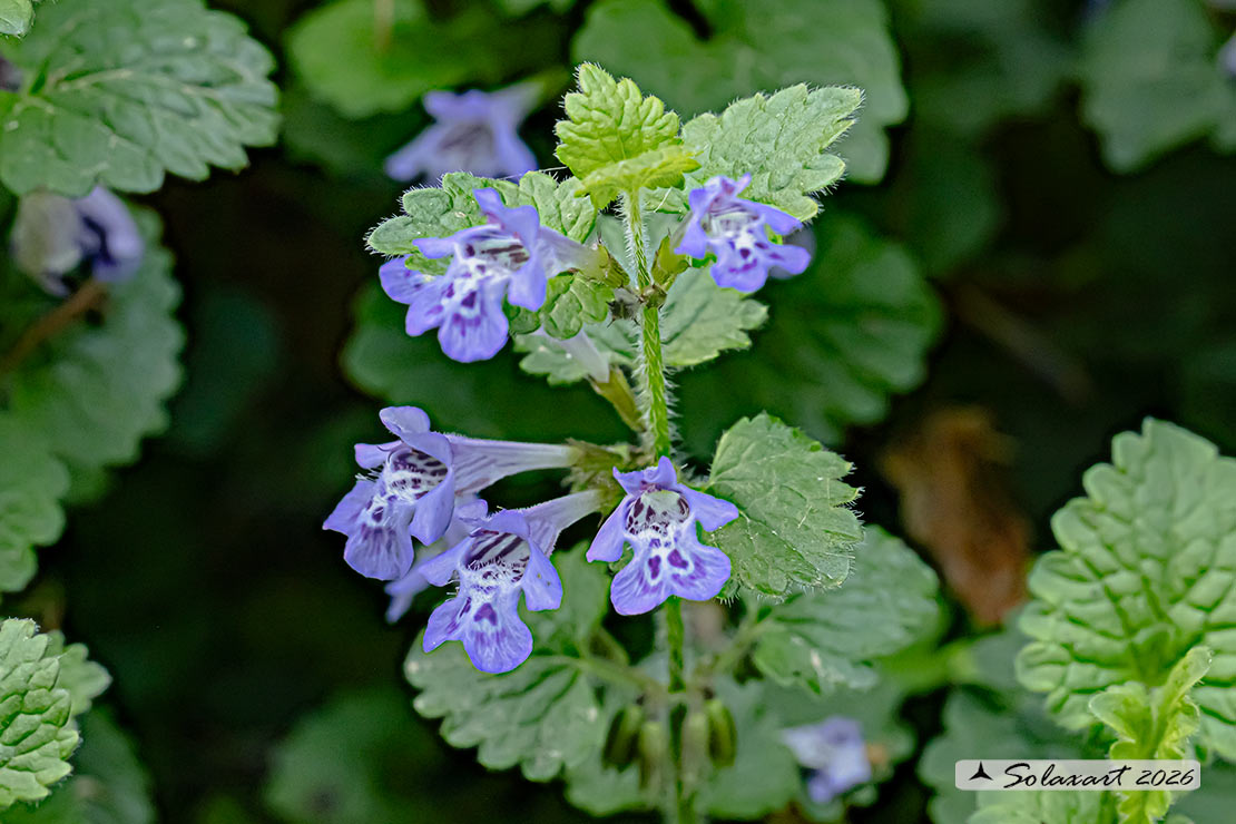 Glechoma hederacea . Ellera o Edera terrestre