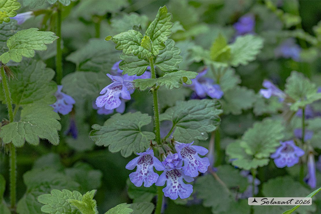 Glechoma hederacea . Ellera o Edera terrestre
