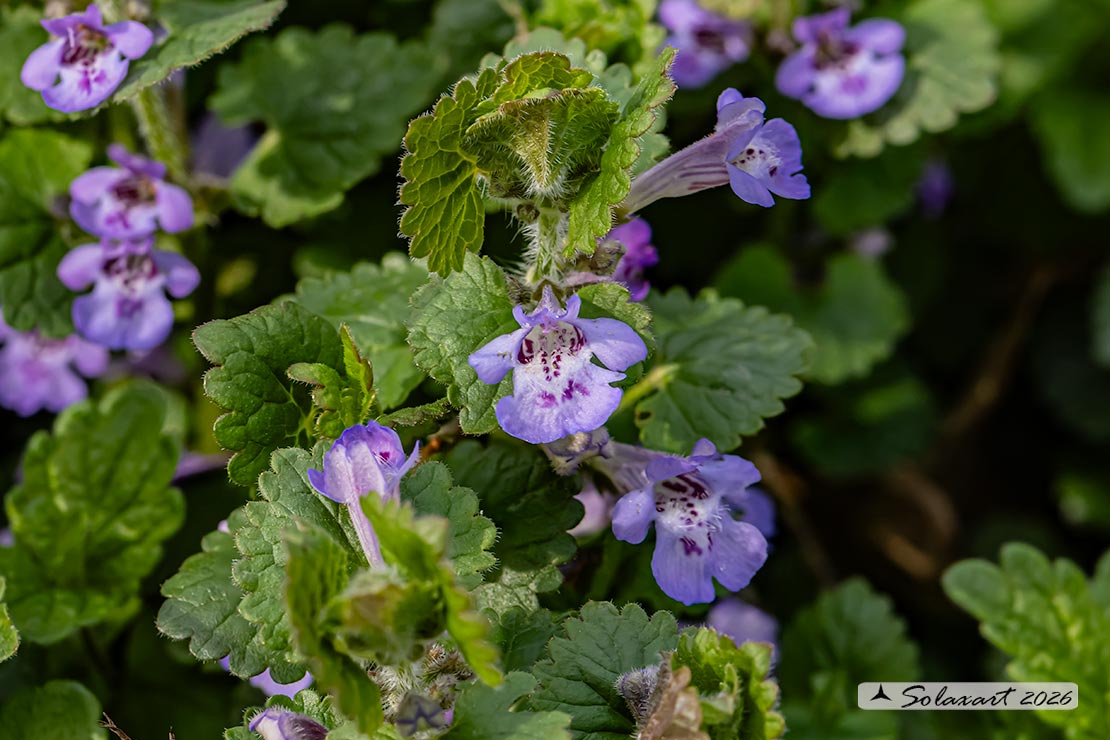 Glechoma hederacea . Ellera o Edera terrestre