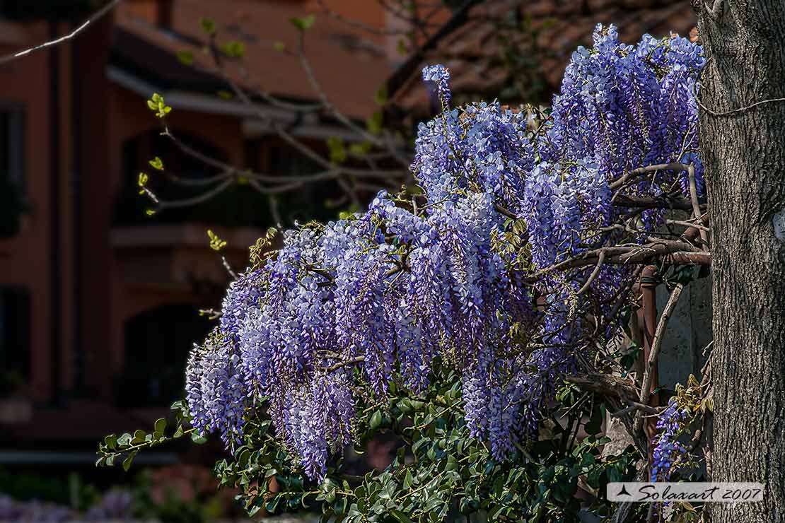 Wisteria sinensis - Glicine comune