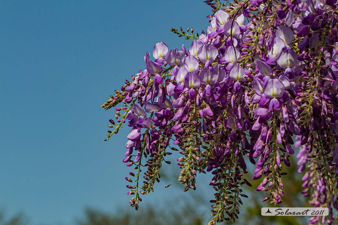 Wisteria sinensis - Glicine comune