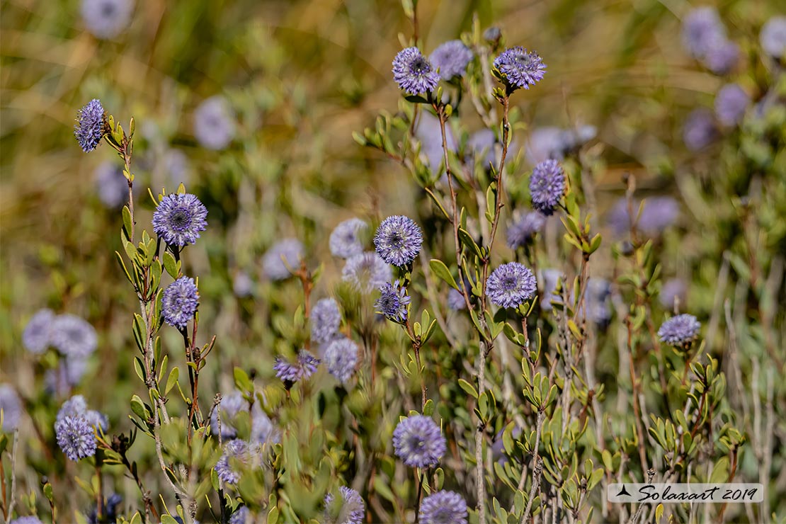 Globularia alypum L.